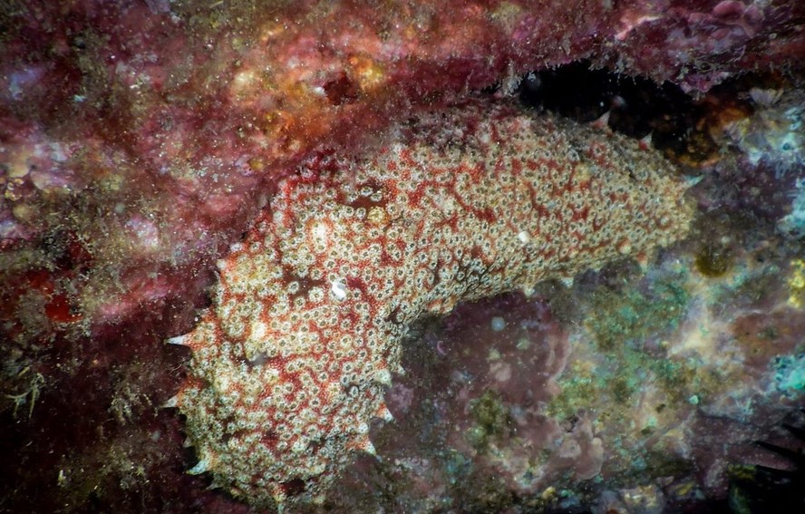 Mineração em águas profundas ameaça vida marinha nas regiões mais ...