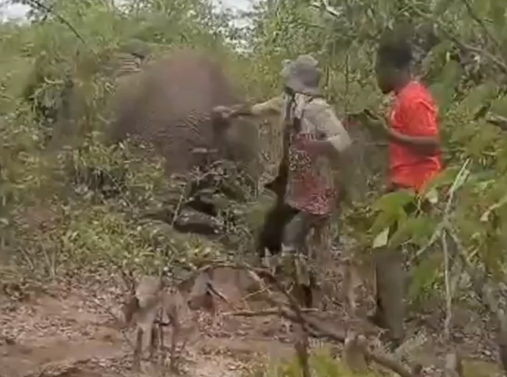 Mulher morre pisoteada por elefante após desafio para puxar rabo do ...