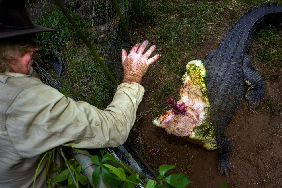 Trevor Sullivan alimenta Shah, um dos 13 crocodilos de estimação em sua extensa propriedade em Darwin River, Território do Norte — Foto: Matthew Abbott / The New York Times
