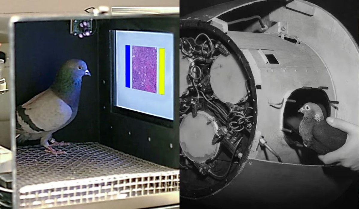 Pombos e IA? Experimentos com animais na Segunda Guerra Mundial inspiraram a tecnologia de hoje; entenda