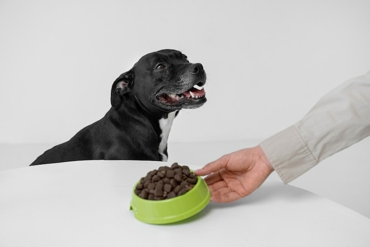 Horário de Refeição para Cães: O que a Ciência Diz sobre o Melhor Momento para Alimentar