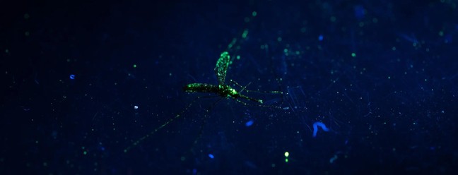 Uma fêmea do mosquito Anopheles, marcada com pó fluorescente, ao microscópio num laboratório de campo na ilha do Príncipe. Apenas as fêmeas dos mosquitos picam os humanos e, assim, espalham doenças. — Foto: Natalija Gormalova / The New York Times