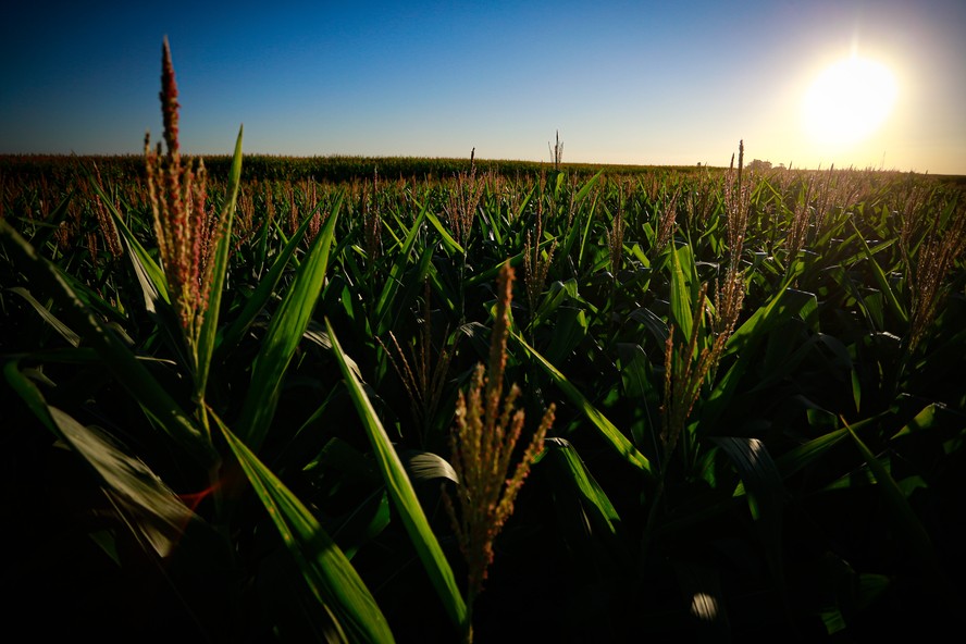 PIB brasileiro voltou a crescer e agropecu&aacute;ria teve bom desempenho