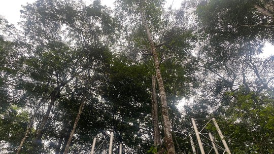 Laboratório a céu aberto na Amazônia  que vai medir resistência da floresta a mudanças climáticas ganha R$ 12,3 milhões do Reino Unido