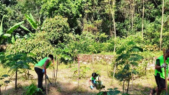 Parque da Tijuca promove mutirão de reflorestamento de espécies nativas e retirada de invasoras