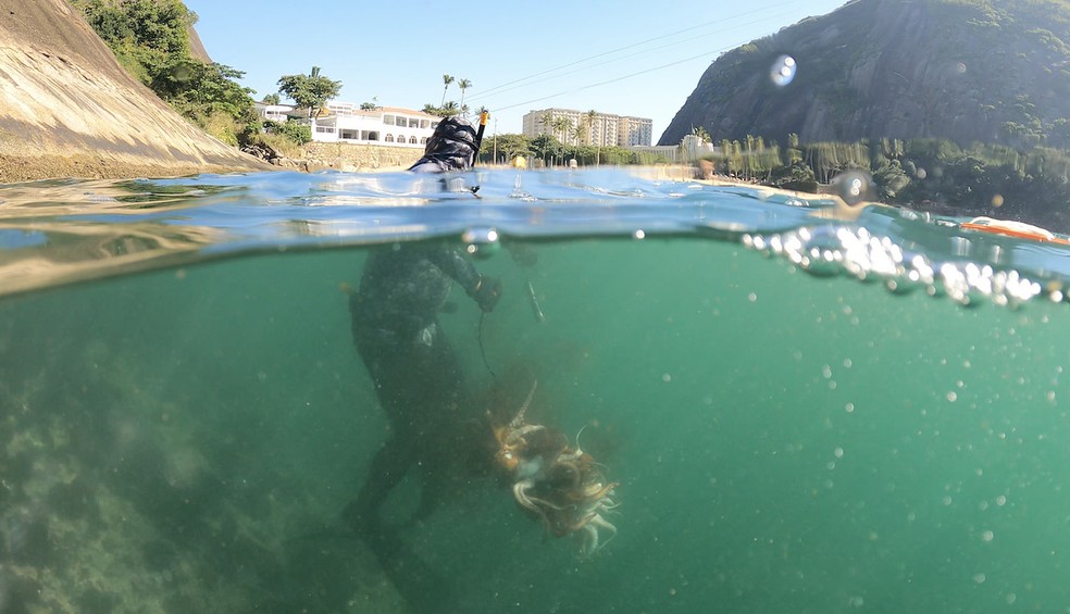 Atividade ilegal: pesca de polvos  na Praia Vermelha, na Urca — Foto: Divulgação/Projeto Verde Mar