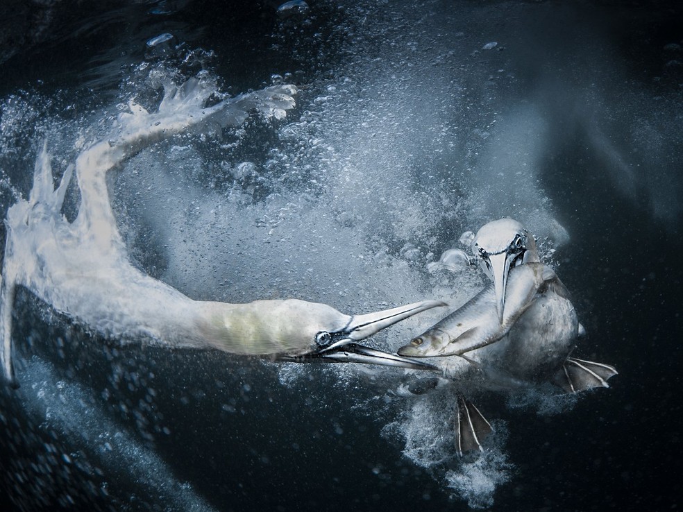 'Gansos-patolas subaquáticos'  registra o momento em que duas aves mergulham no mar para caçar peixes — Foto: Tracey Lund / World Nature Photography Awards