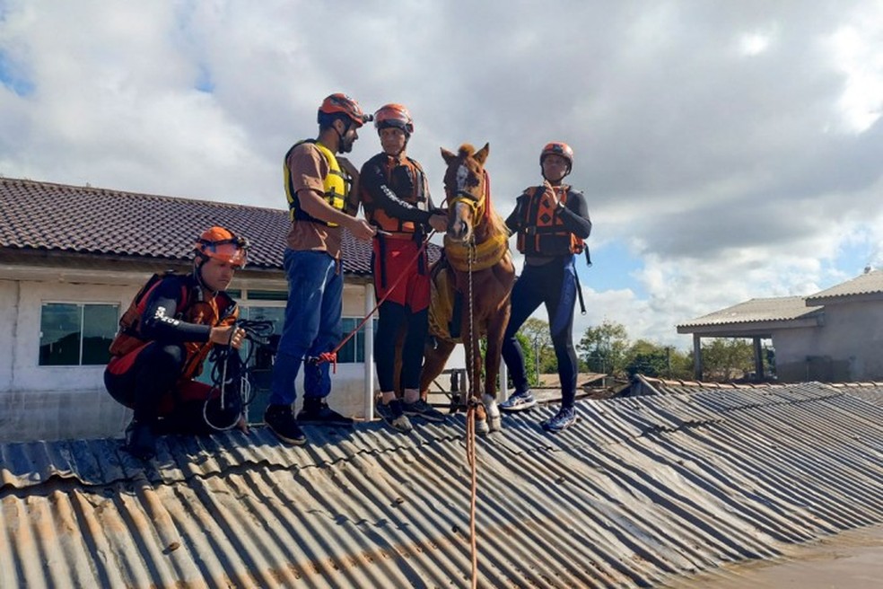 Cavalo Caramelo é resgatado de telhado de casa — Foto: AFP PHOTO / RIO GRANDE DO SUL FIREFIGHTERS DEPARTMENT