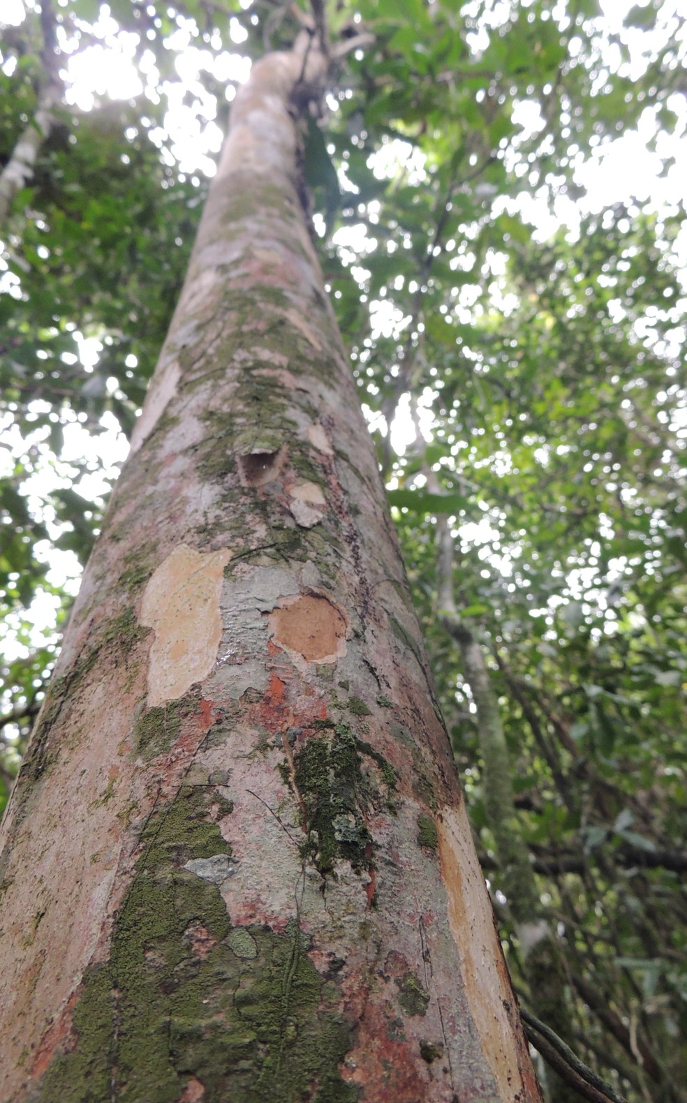 Esbelta, a árvore Siphoneugena carolynae possui um único exemplar — Foto: Divulgação/Inea