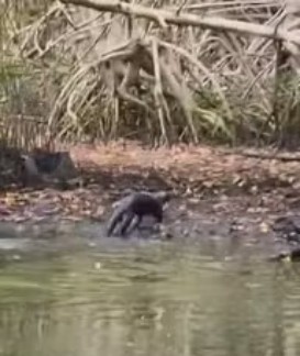 Depois das aves, os mamíferos: lontra aparece na Lagoa da Tijuca; vídeo