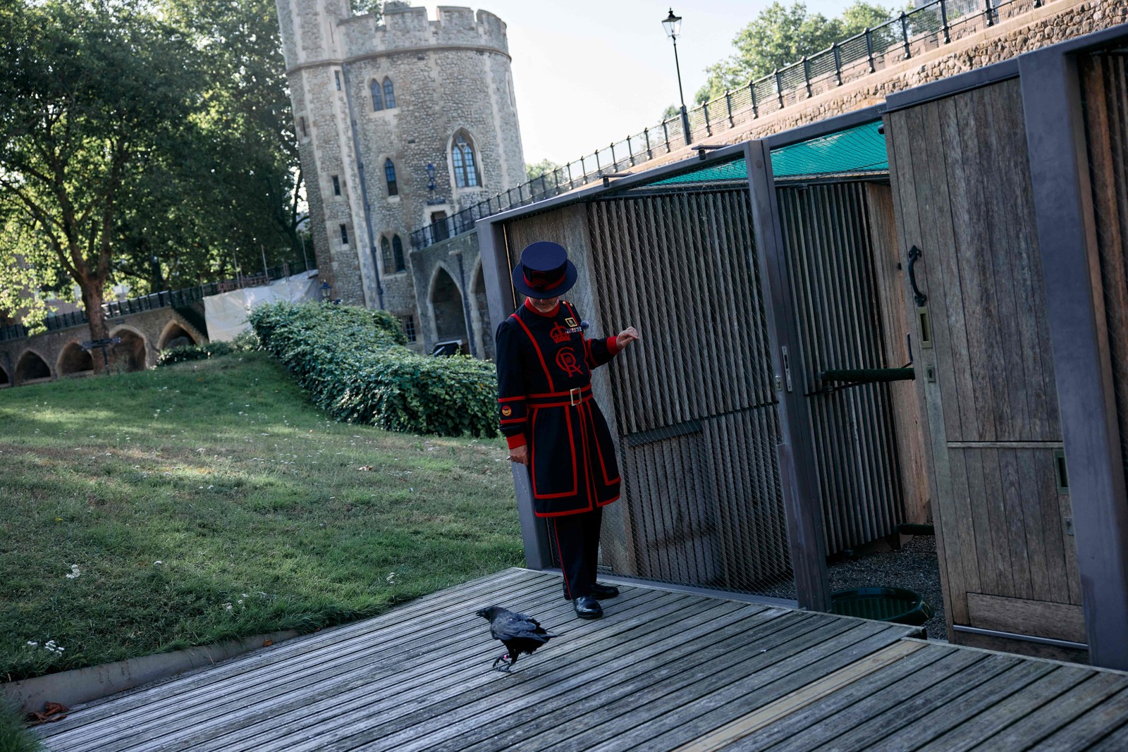 Barney Chandler, o novo 'mestre dos corvos' da Torre de Londres, solta uma das aves do recinto onde elas passam a noite — Foto: Benjamin Cremel / AFP