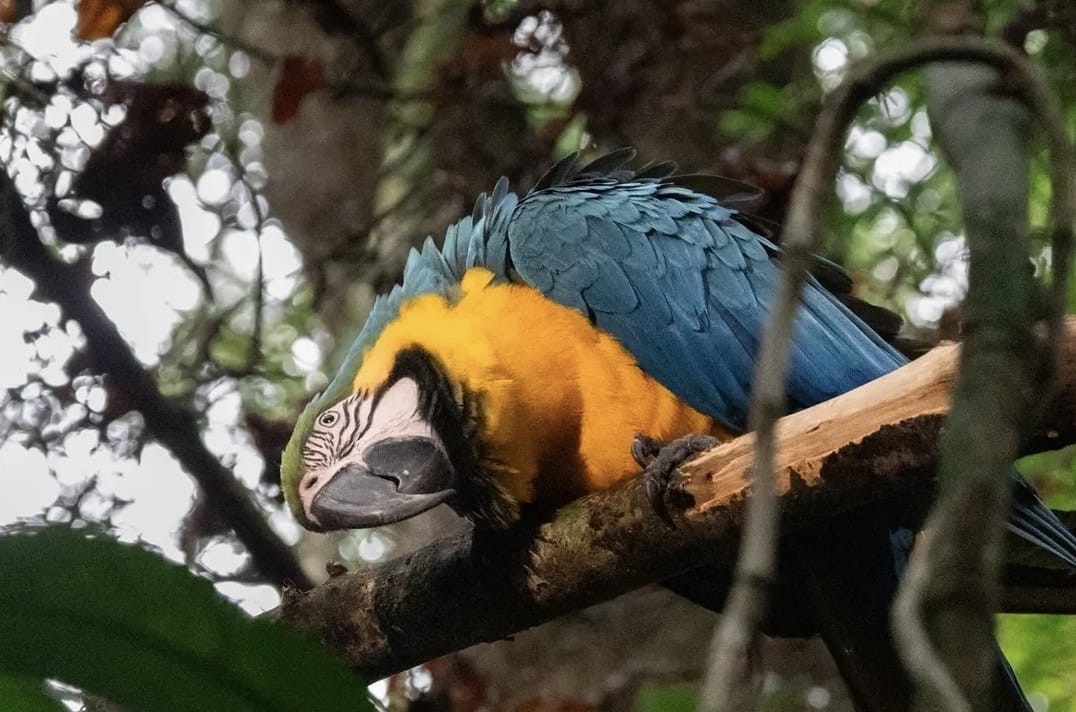 Onde está a Sueli? Arara monitorada reaparece na Floresta da Tijuca após fuga; equipe tenta fazer recaptura