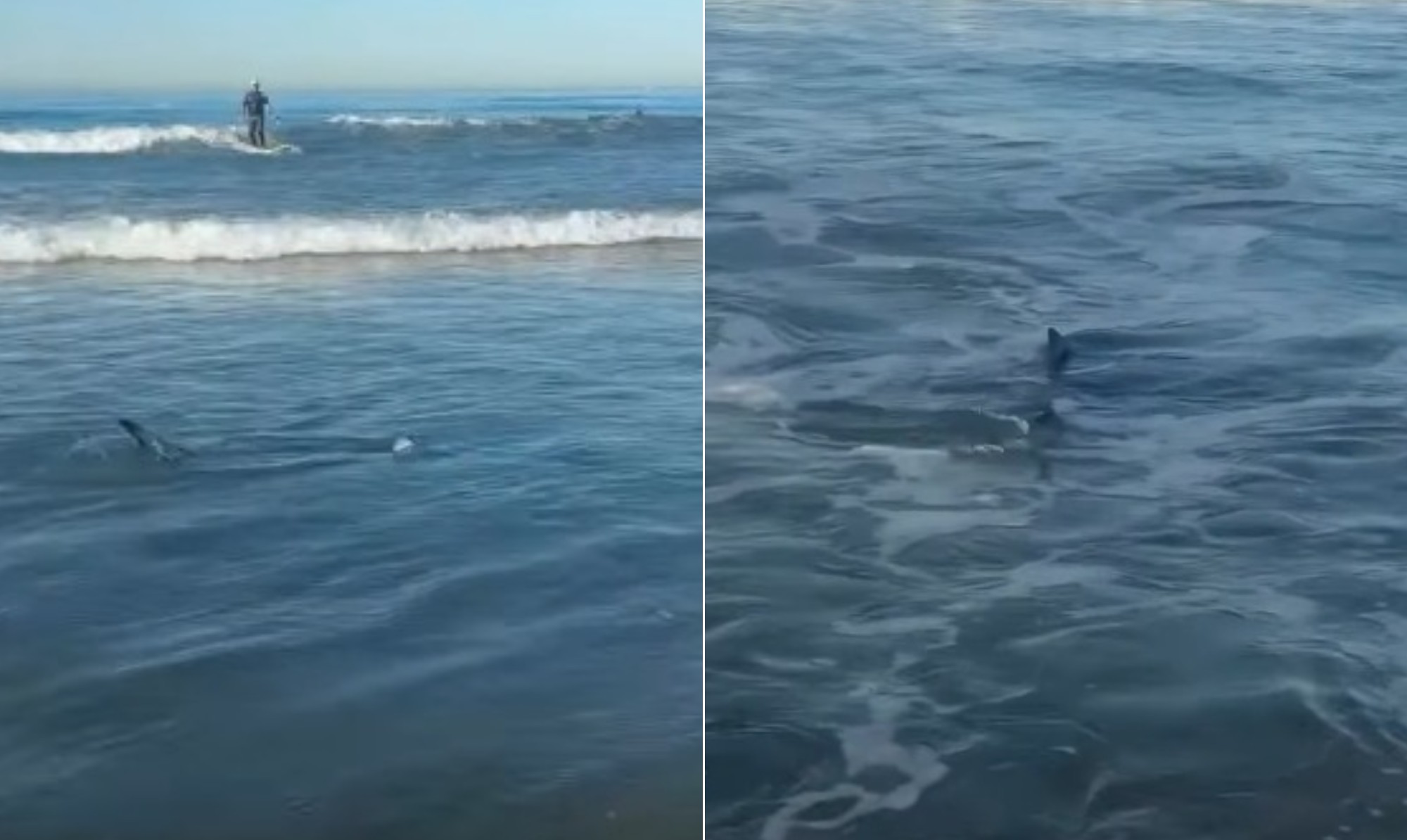 Vídeo mostra tubarão passando a poucos metros de surfistas em praia nos EUA
