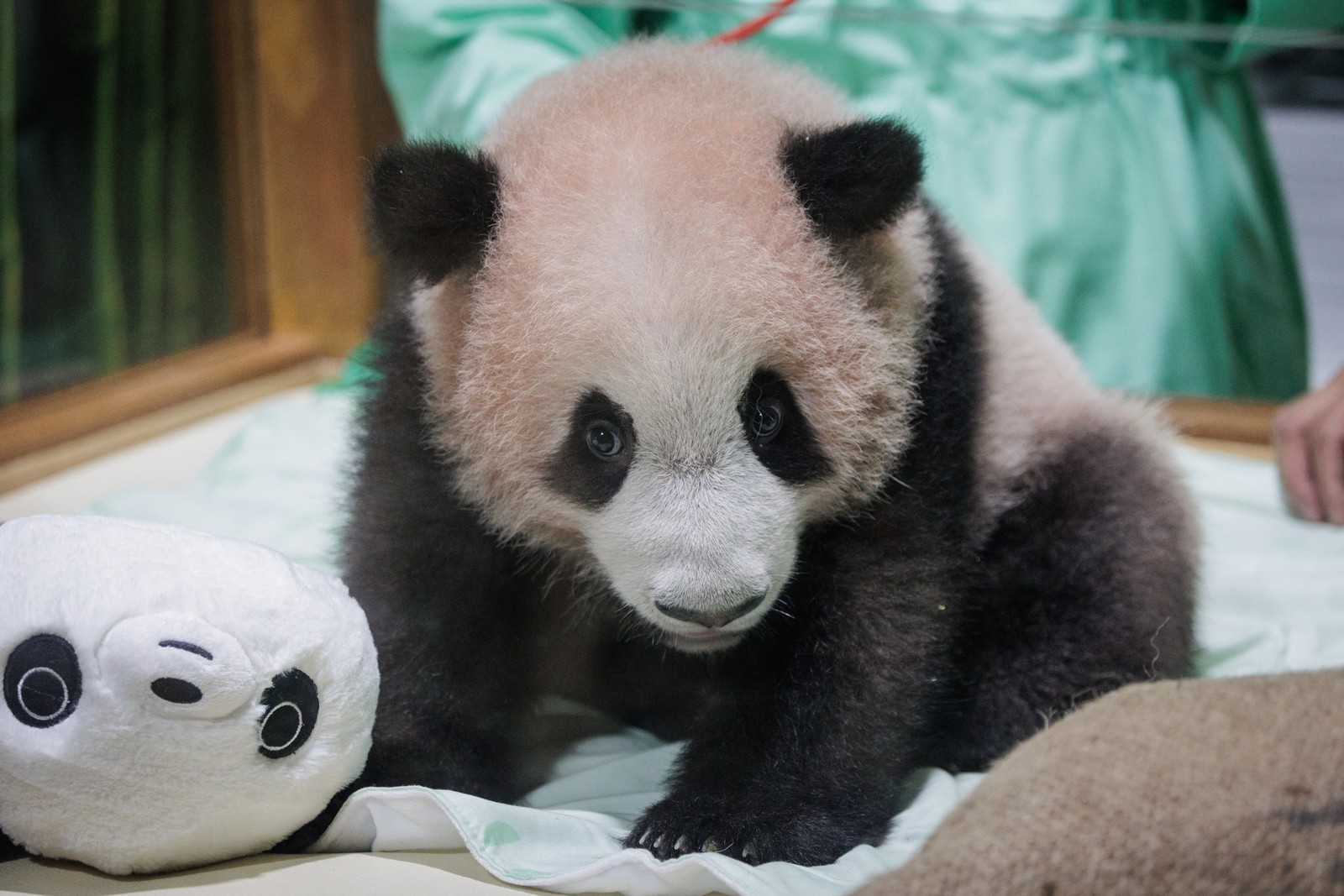 Conheça 'Rio', primeiro panda-gigante nascido na Indonésia