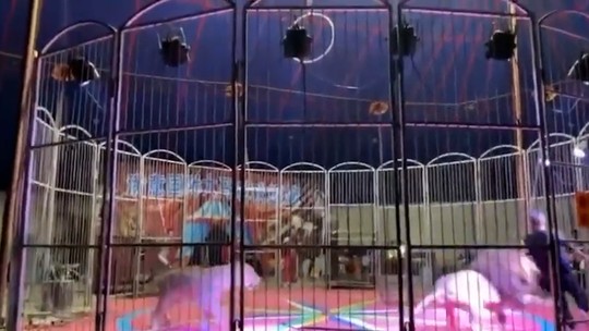 Vídeo: Treinador escapa de jaula após ser atacado por leão de circo na China; assista