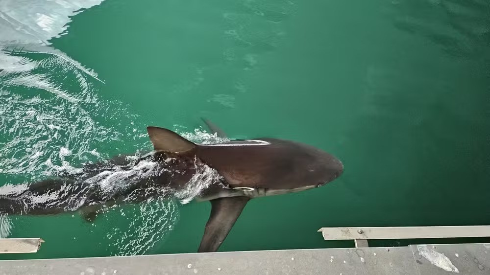 Tubarão que virou atração na Coreia do Sul volta a canal mais uma vez após tentativas fracassadas de devolvê-lo ao mar