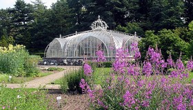 Flor exótica atrai curiosos para Jardim Botânico, na Bélgica; veja fotos
