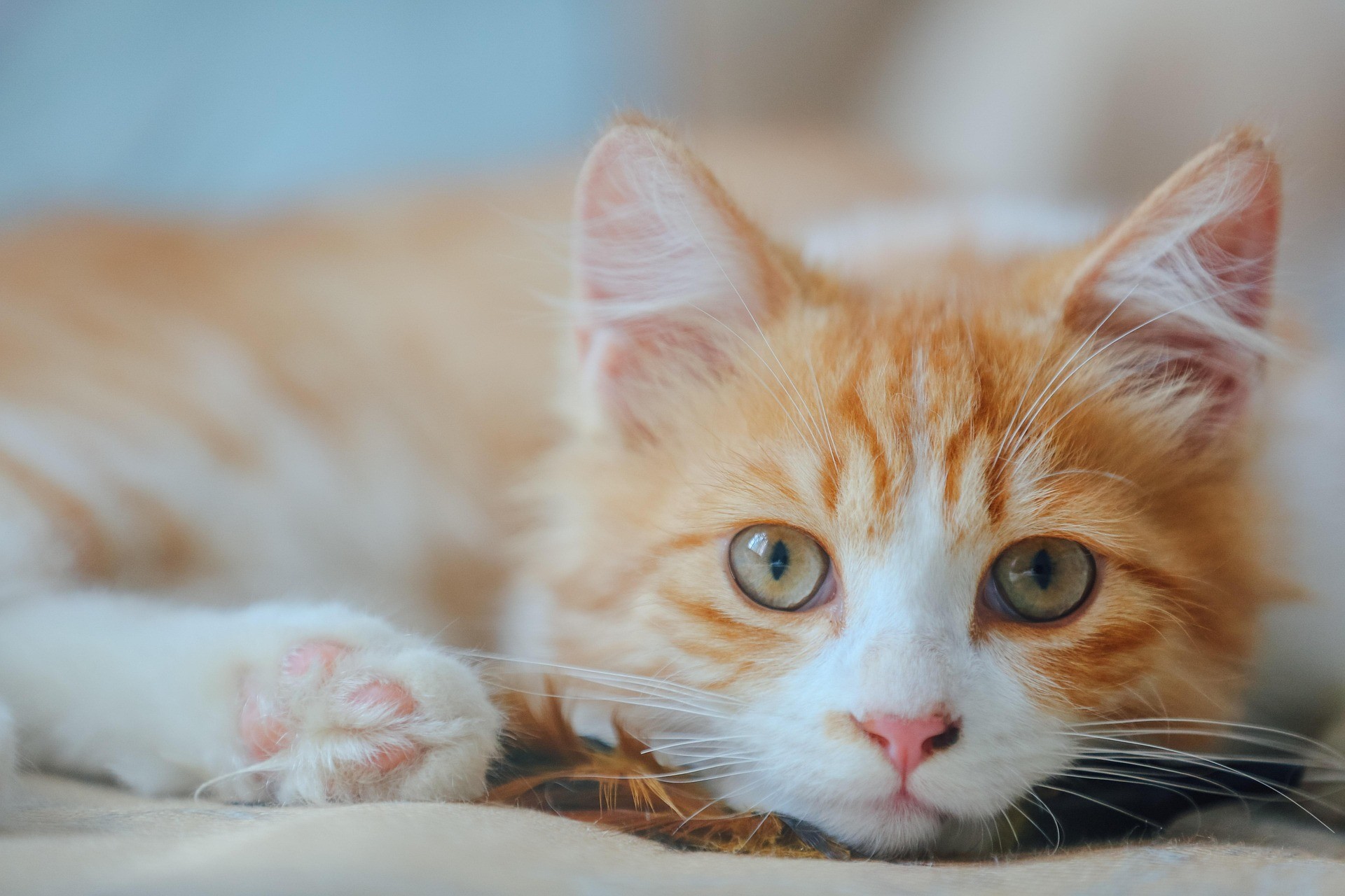 Gatos Laranjas: Veterinário Explica a Ligação Genética do Temperamento