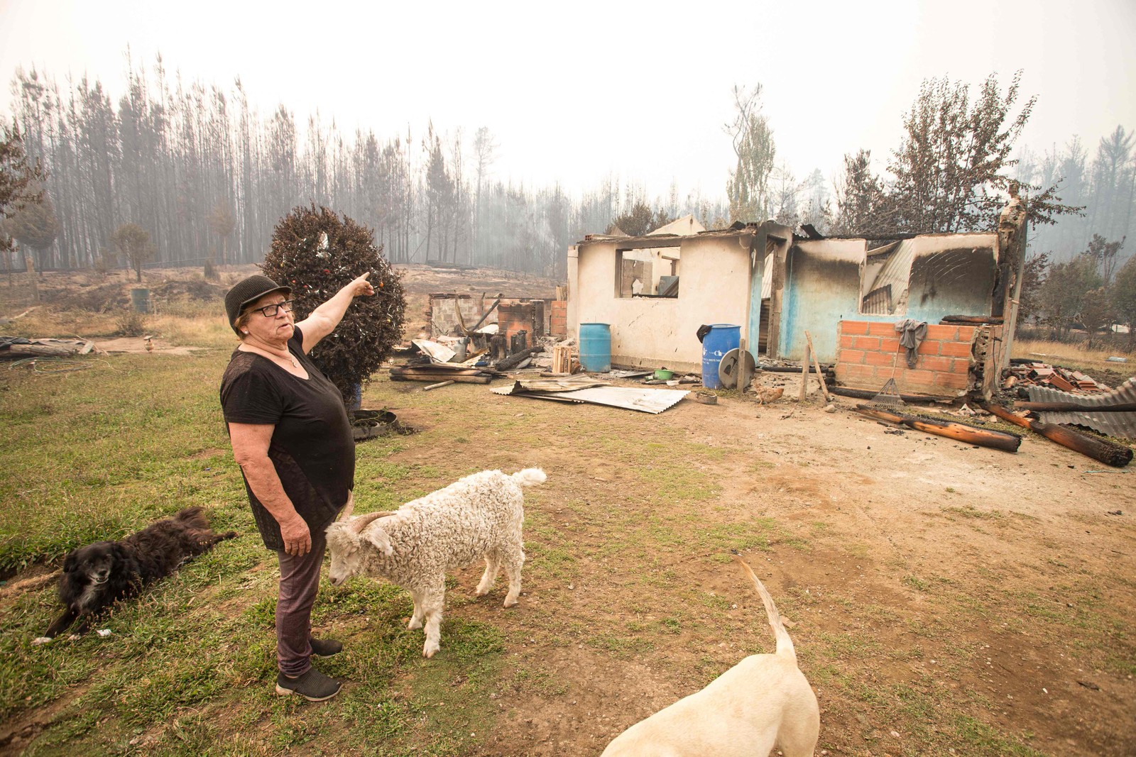 Os moradores da Patagônia andina têm lembranças terríveis de janeiro e fevereiro de 2025, quando quase 32 mil hectares foram consumidos pelo fogo — Foto: Martin Levicoy/AFP