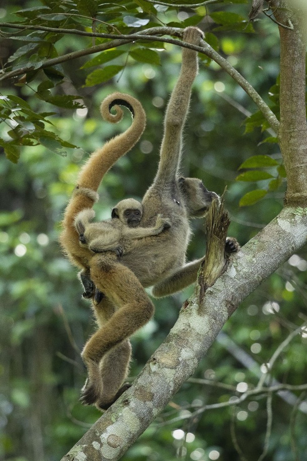 Muriquis são macacos que têm a existência intimamente associada à Mata Atlântica: são potentes semeadores — Foto: João Marcos Rosa/NITRO