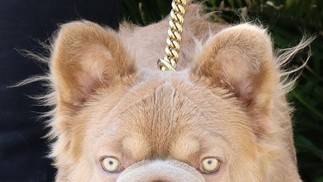 Cachorro mais valioso do mundo custa R$ 600 mil — Foto: Reprodução