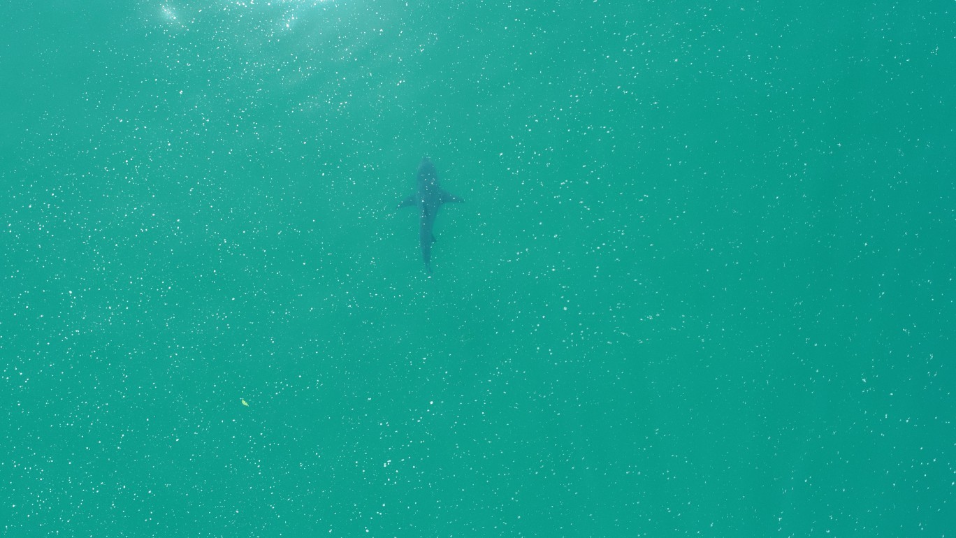 Baía da Ilha Grande é santuário de duas espécies de tubarões ameaçadas