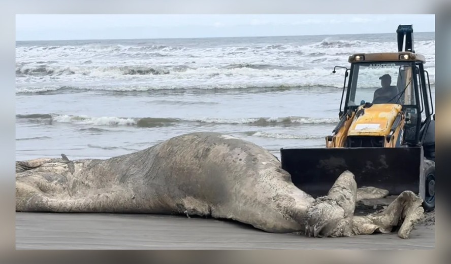 Baleia-jubarte é encontrada morta à beira-mar na praia de Mongaguá, no litoral de São Paulo