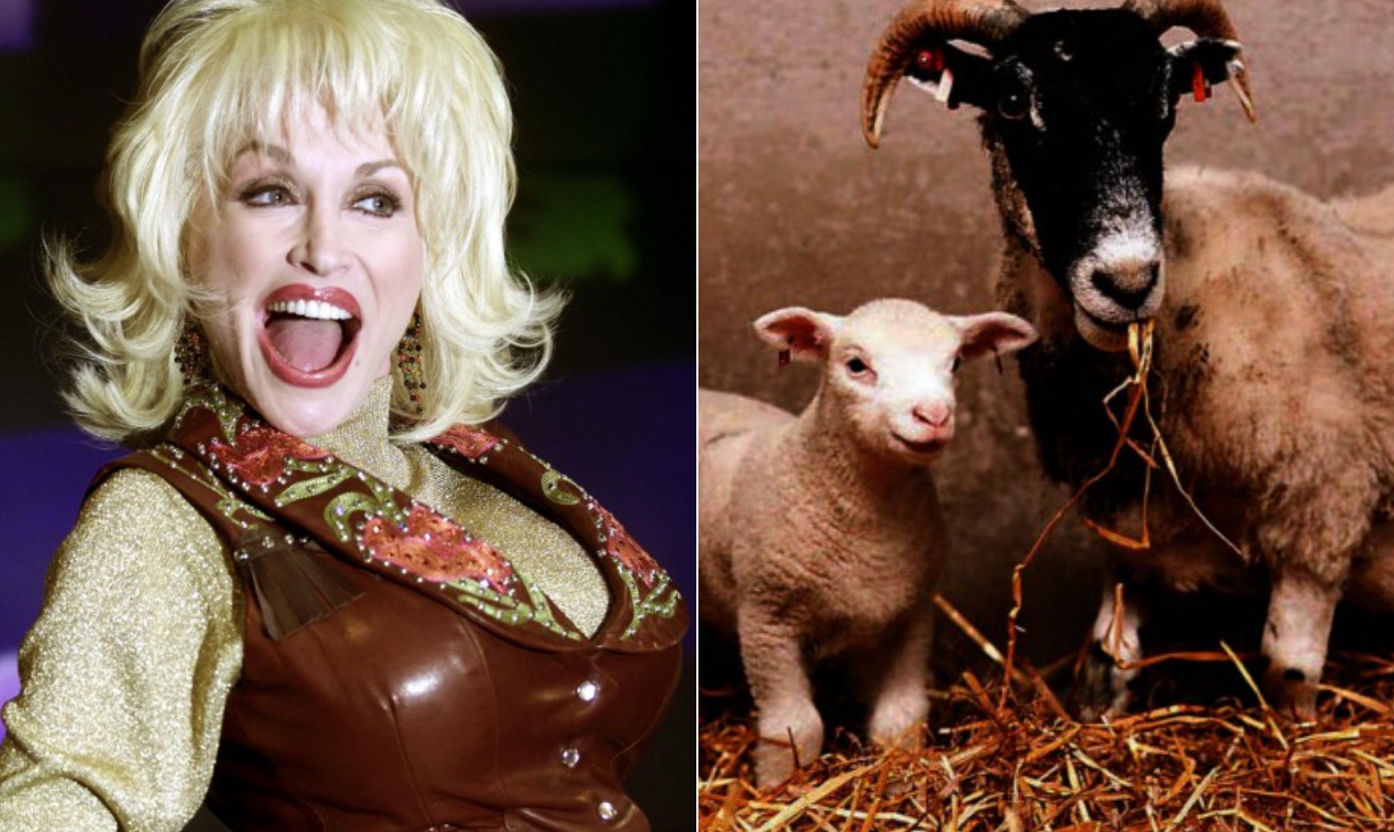 Dolly Parton: seios 