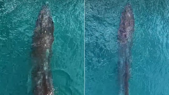 Segunda maior baleia do mundo é avistada em Ilhabela em registro raro no litoral de São Paulo; veja vídeo 