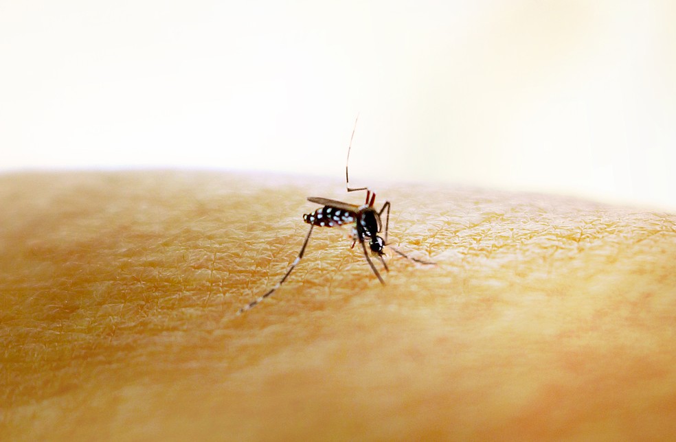 Mosquito Aedes aegypti, transmissor de dengue, zika e chikungunya. — Foto: NIAID