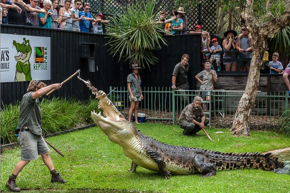 Um dos crocodilos gigantes do Australian Reptile Park, zoológico nos arredores da cidade de Gosford, na Austrália — Foto: Divulgação