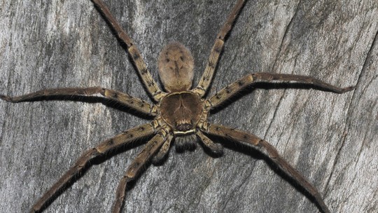 Caçadora gigante: conheça a maior aranha do mundo em extensão de pernas