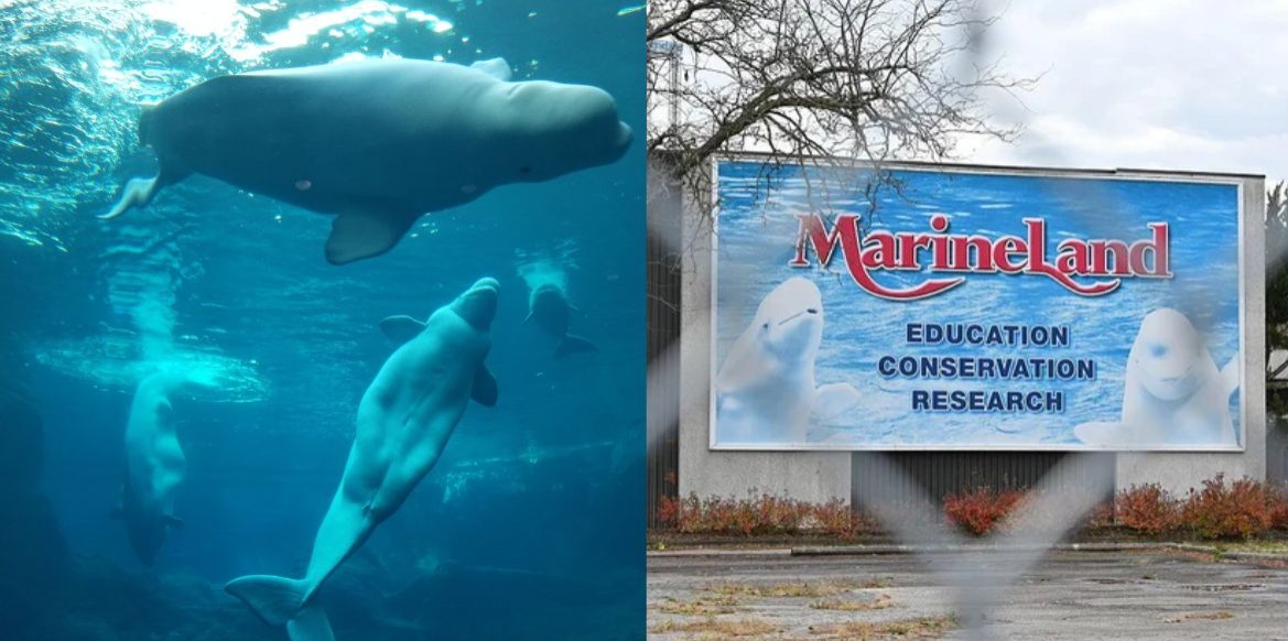 28 Baleias-Beluga Serão Transferidas do Canadá para Aquários nos EUA