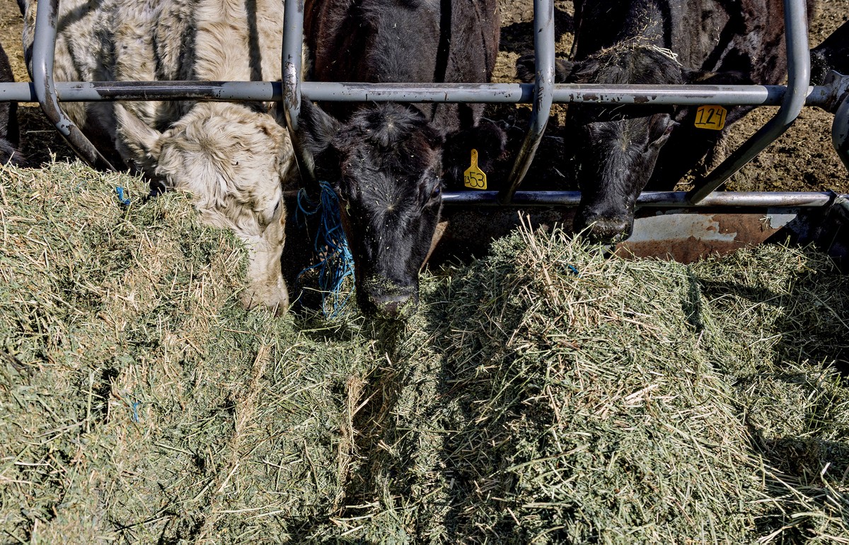 Planos de Trump de comprar carne da Argentina irritam pecuaristas dos EUA