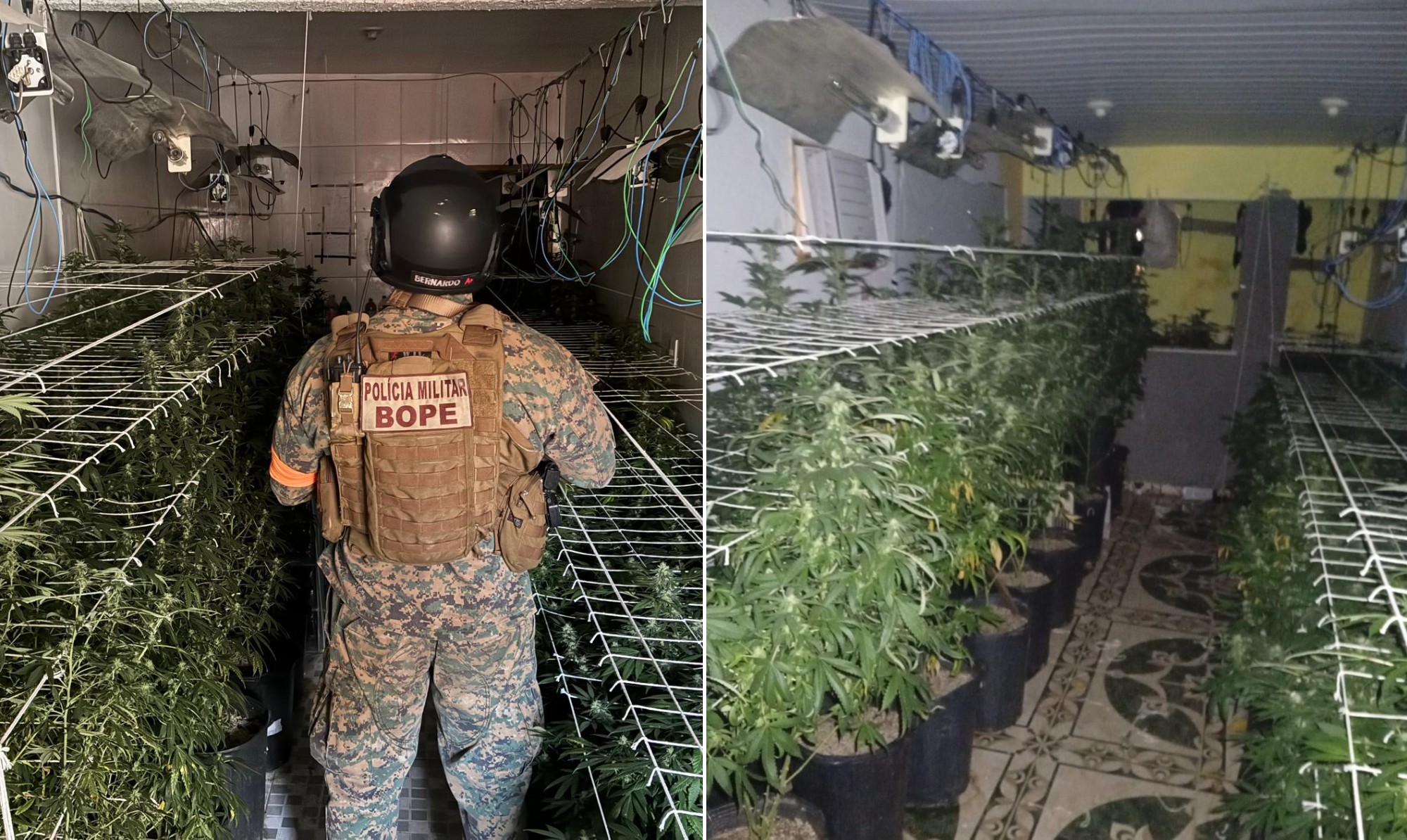 Bope encontra estufa com dezenas de pés de maconha em operaç