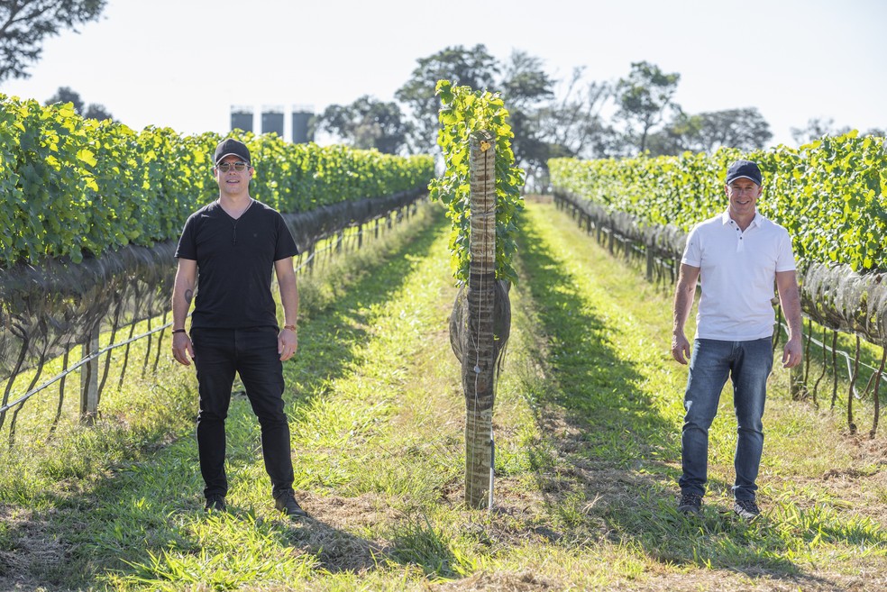 Um vinho para chamar de seu: vinícola em Minas terá vila de casas para ...