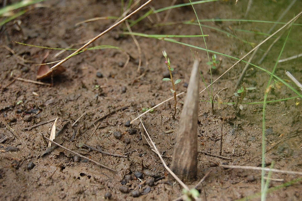 Os temidos estrepes como são conhecidas as estacas superafiadas feitas de madeira maciça podem perfurar calçados e até pneus de trator — Foto: Funai