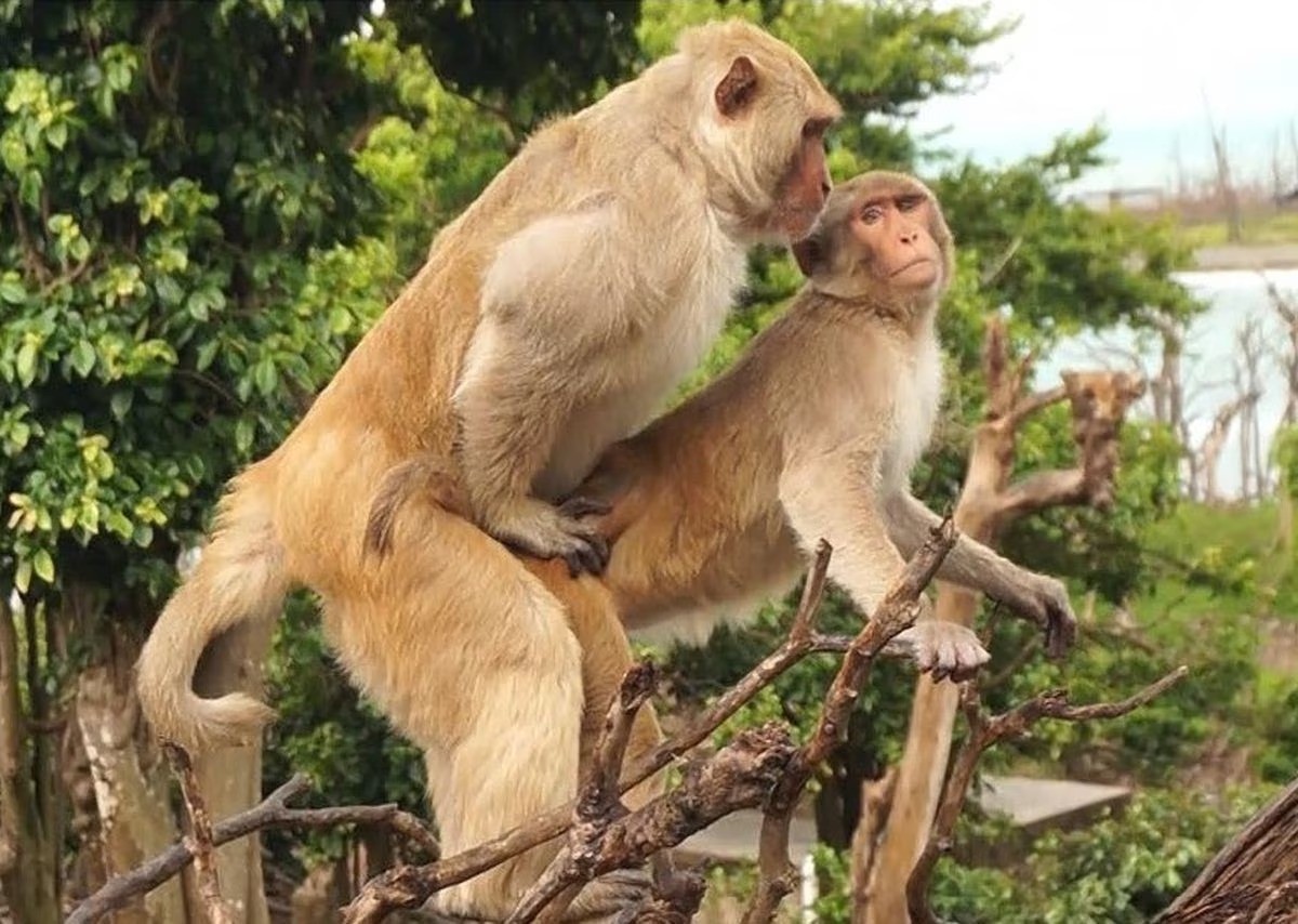 Mulher fazendo sexo com macaco