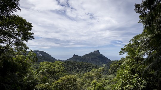 Mercado Livre anuncia que investirá mais R$ 42 milhões em reflorestamento no Brasil 