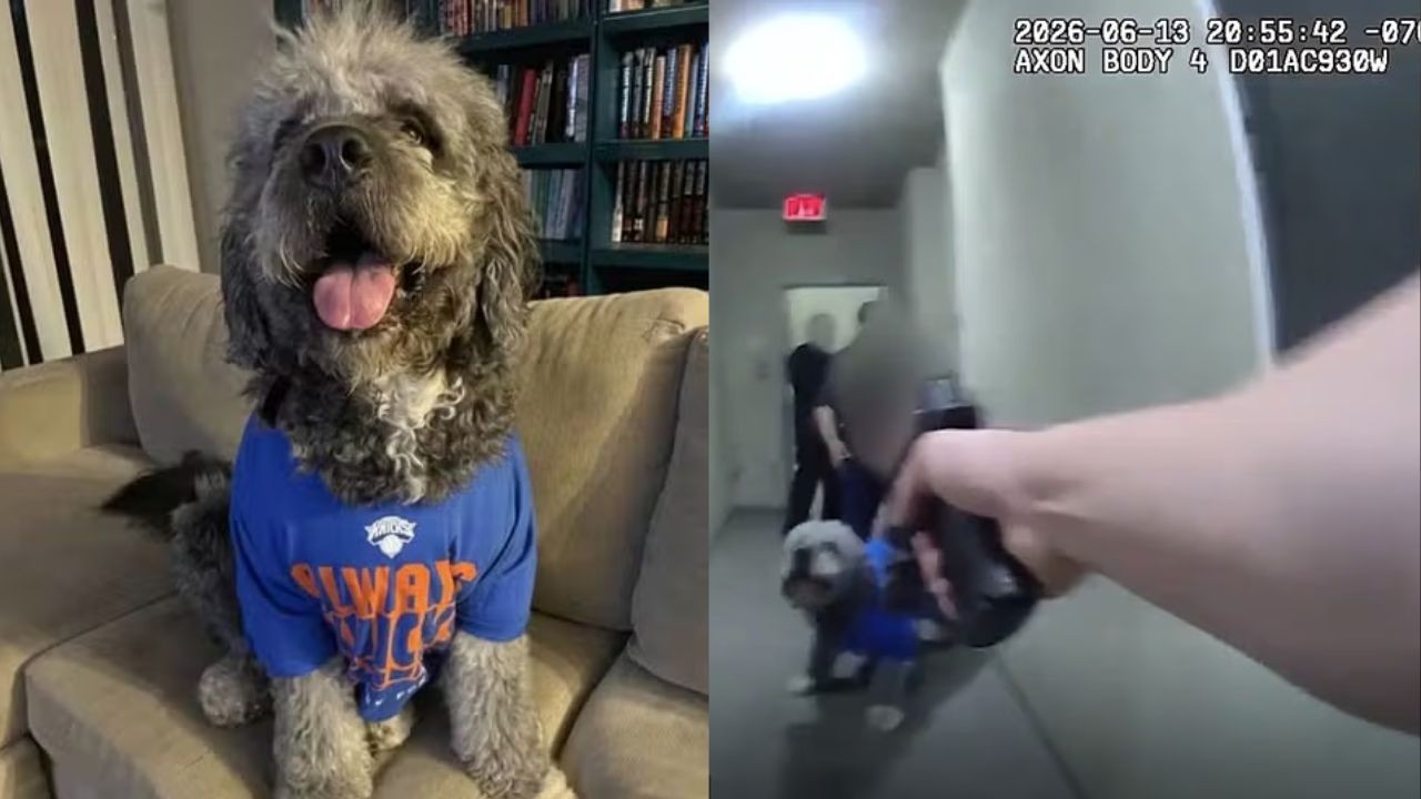 Por outro ângulo: novas imagens mostram ação de policial que matou cão durante festa pelo título dos Knicks nos EUA; vídeo