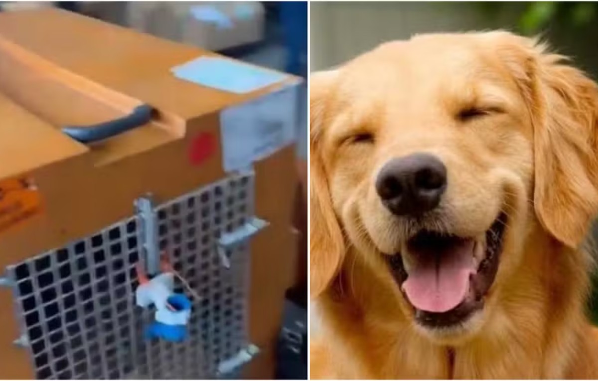 A próxima revolução será dos bichos