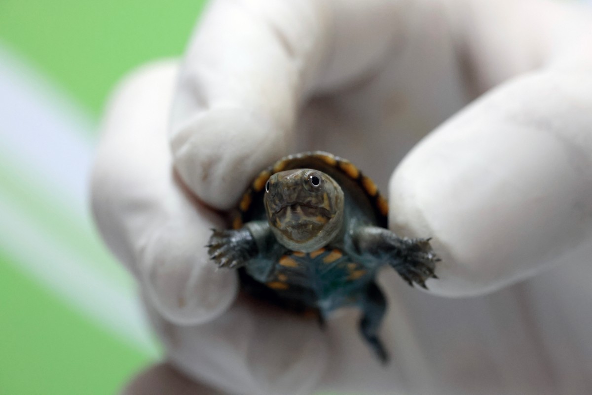 Nasce no México exemplar da menor tartaruga do mundo, em risco de extinção