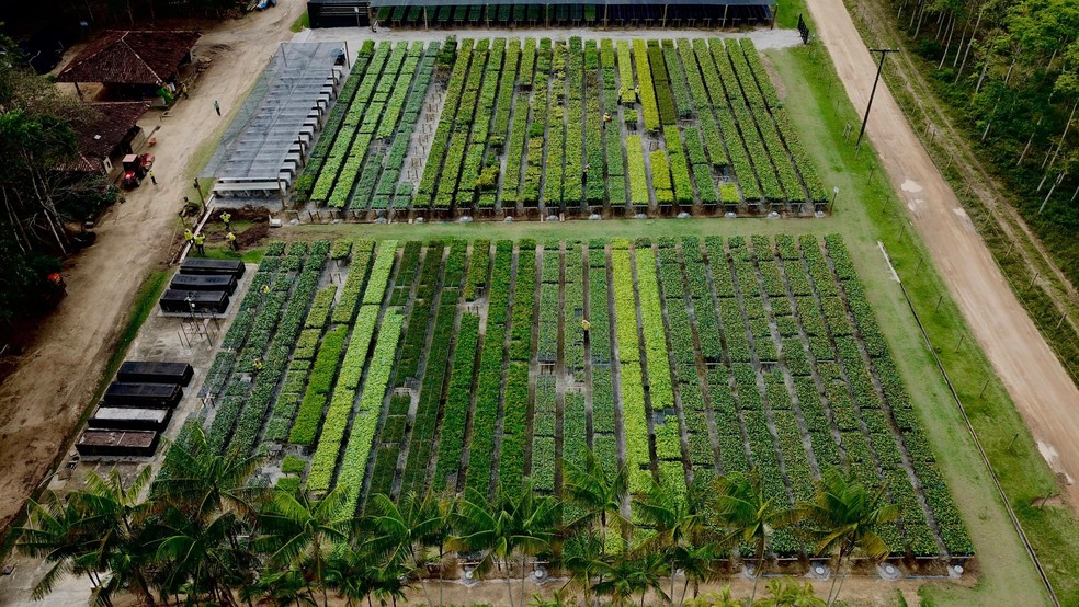 Em maio, o BNDES liberou R$ 77 milhões para a Symbiosis investir nos plantios de árvores nativas na Mata Atlântica, em Porto Seguro, na Bahia em operação inédita que movimentou o mercado. — Foto: Divulgação