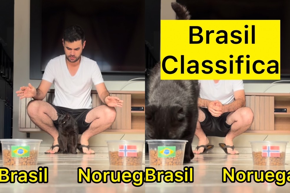 Milu, o gato vidente, prevê a vitória do Brasil contra a Noruega — Foto: Reprodução/Instagram