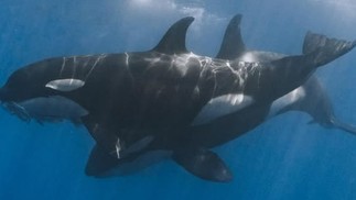 No Golfo da Califórnia, apesar de as orcas já serem observadas predando raias e tubarões menores, a inclusão dos tubarões-baleia como presas frequentes levanta a hipótese de uma especialização ecológica dessa população. — Foto: Kelsey Williamson