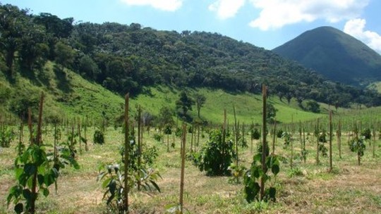 Prêmio Jovem Cientista: restauração com árvores nativas pode acelerar produção de madeira legal e frear desmatamento