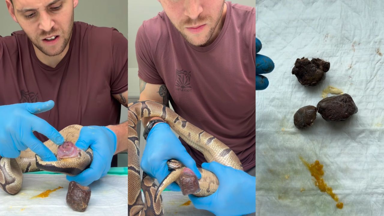 Veterinário de SP ajuda cobra constipada a fazer cocô e viraliza com blocos duros sobre a mesa: ‘Precisa comer fibras, mona’
