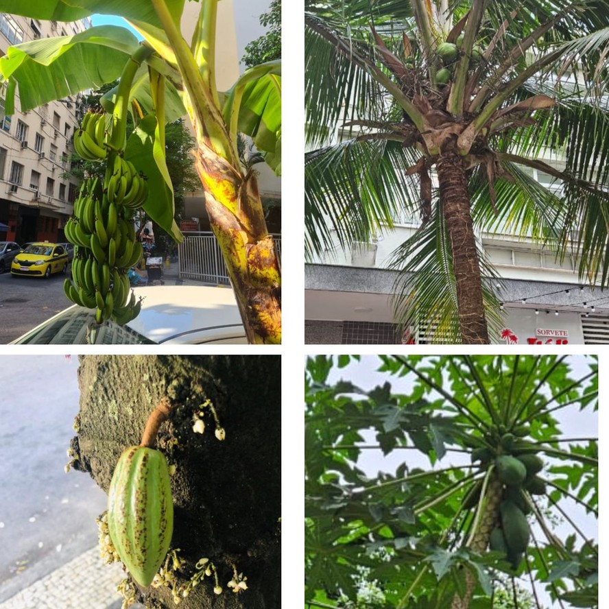 Paraíso tropical: frutos florescem nas calçadas áridas do Rio de Janeiro