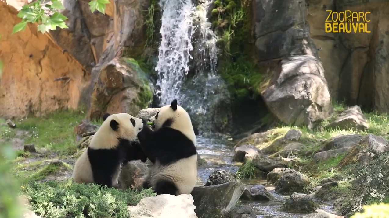Dois últimos pandas na França vão voltar para a China em dezembro, deixando país sem espécime pela primeira vez desde 2012