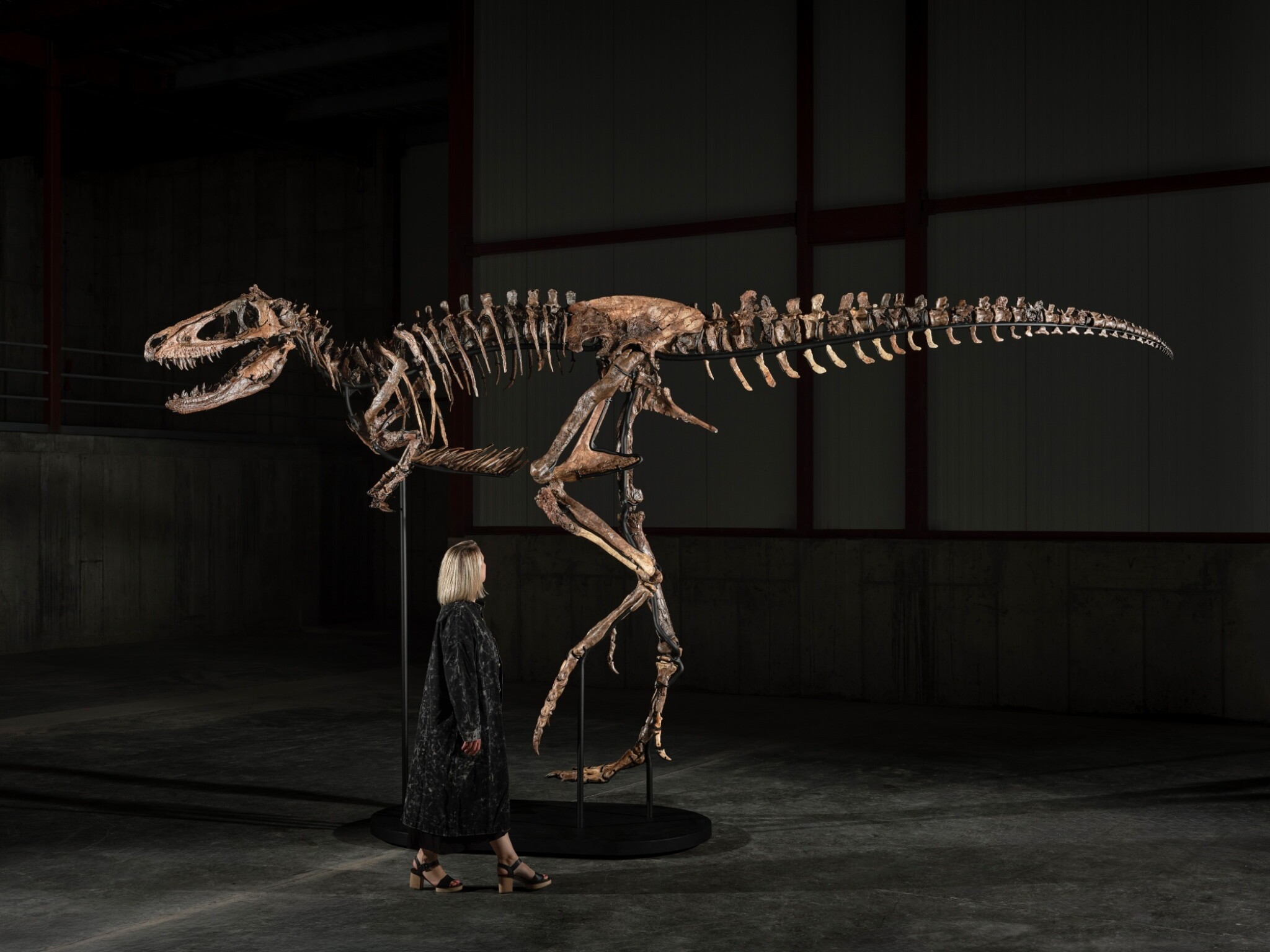 Jodi, raro fóssil de dinossauro Nanotyrannus, pode ser vendido por até R$ 48 milhões em leilão nesta terça-feira